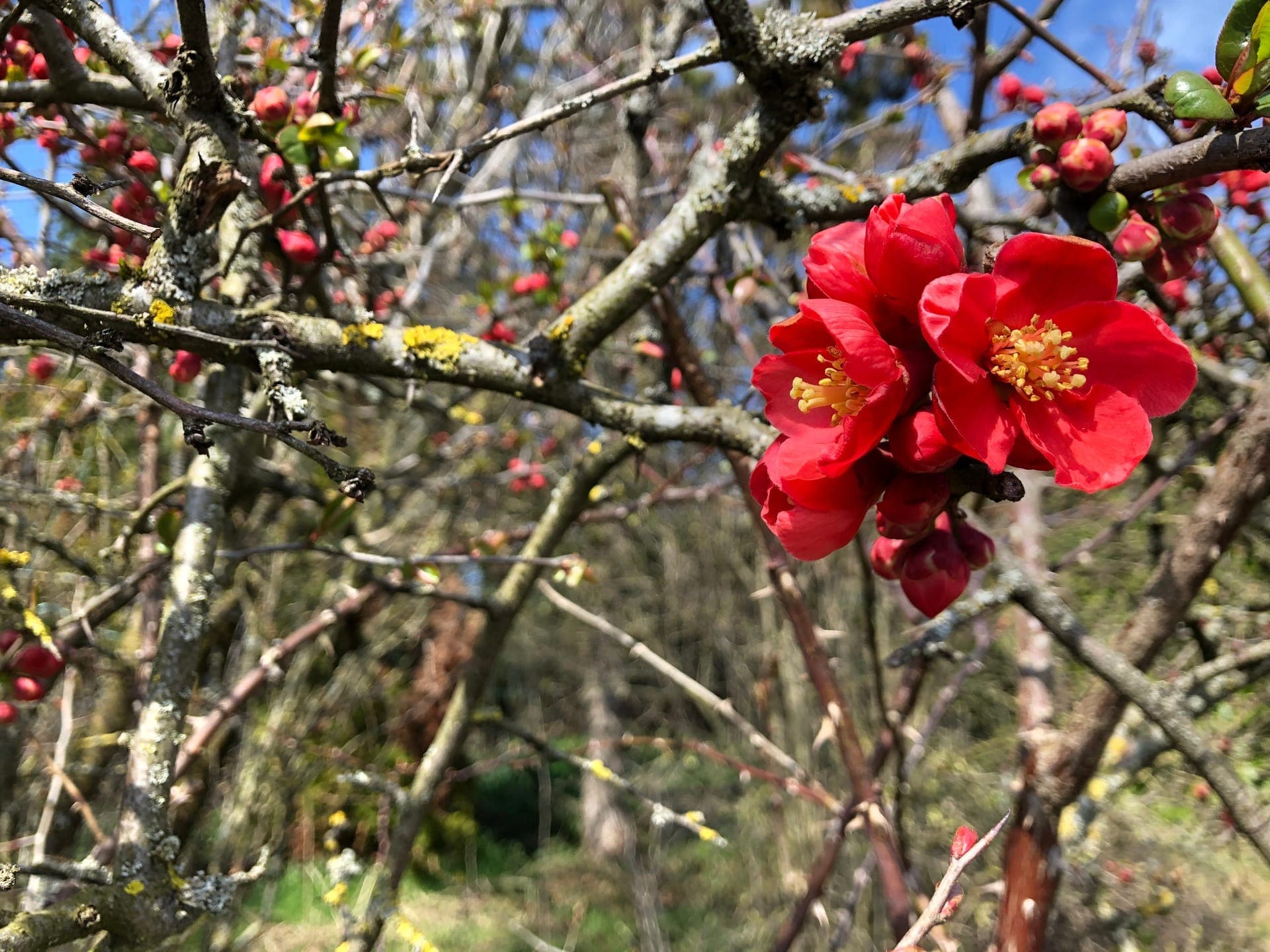 Blühende Zierquitte nach Stärkungskur