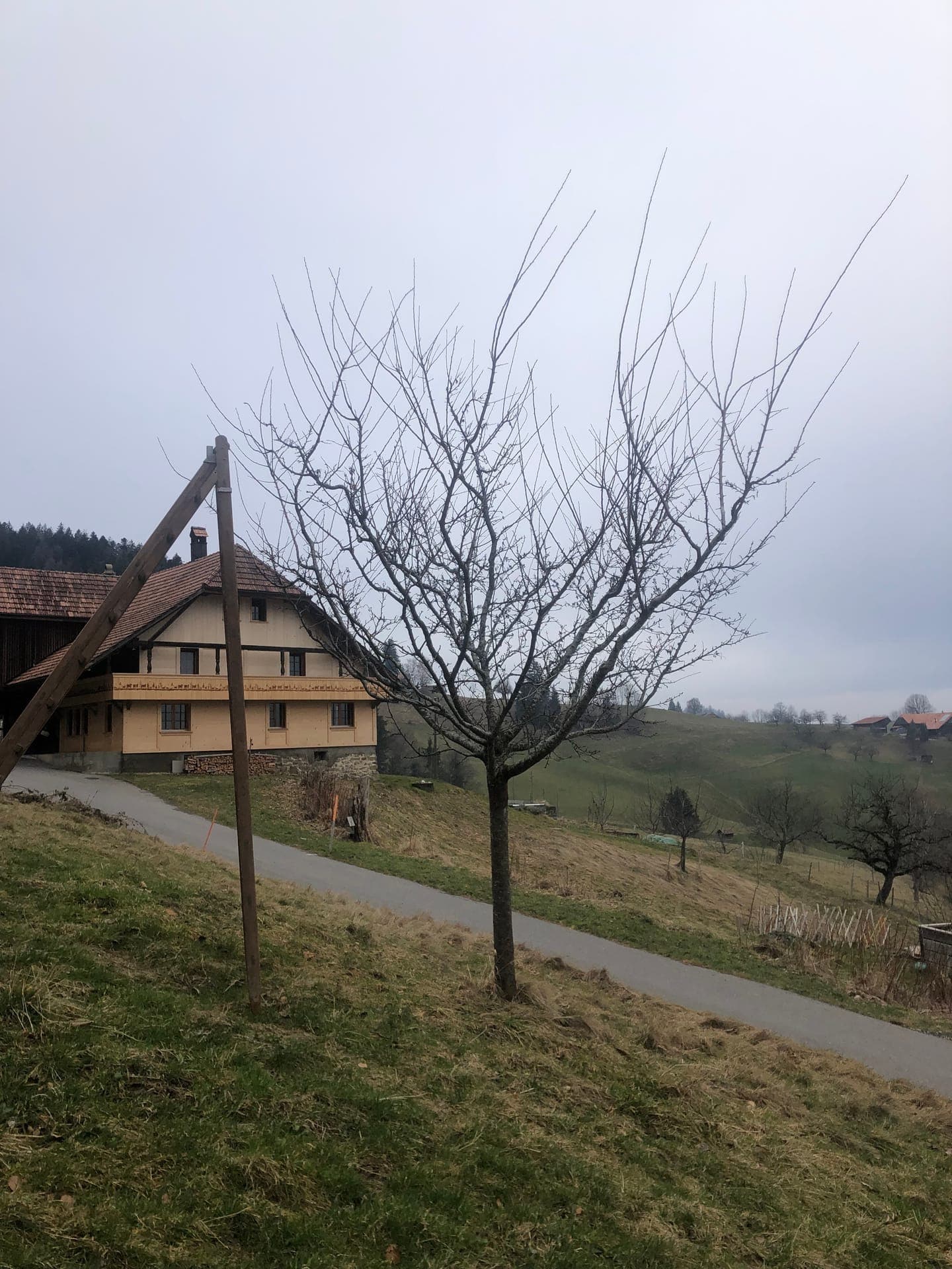 Fachgerechter Obstbaumschnitt