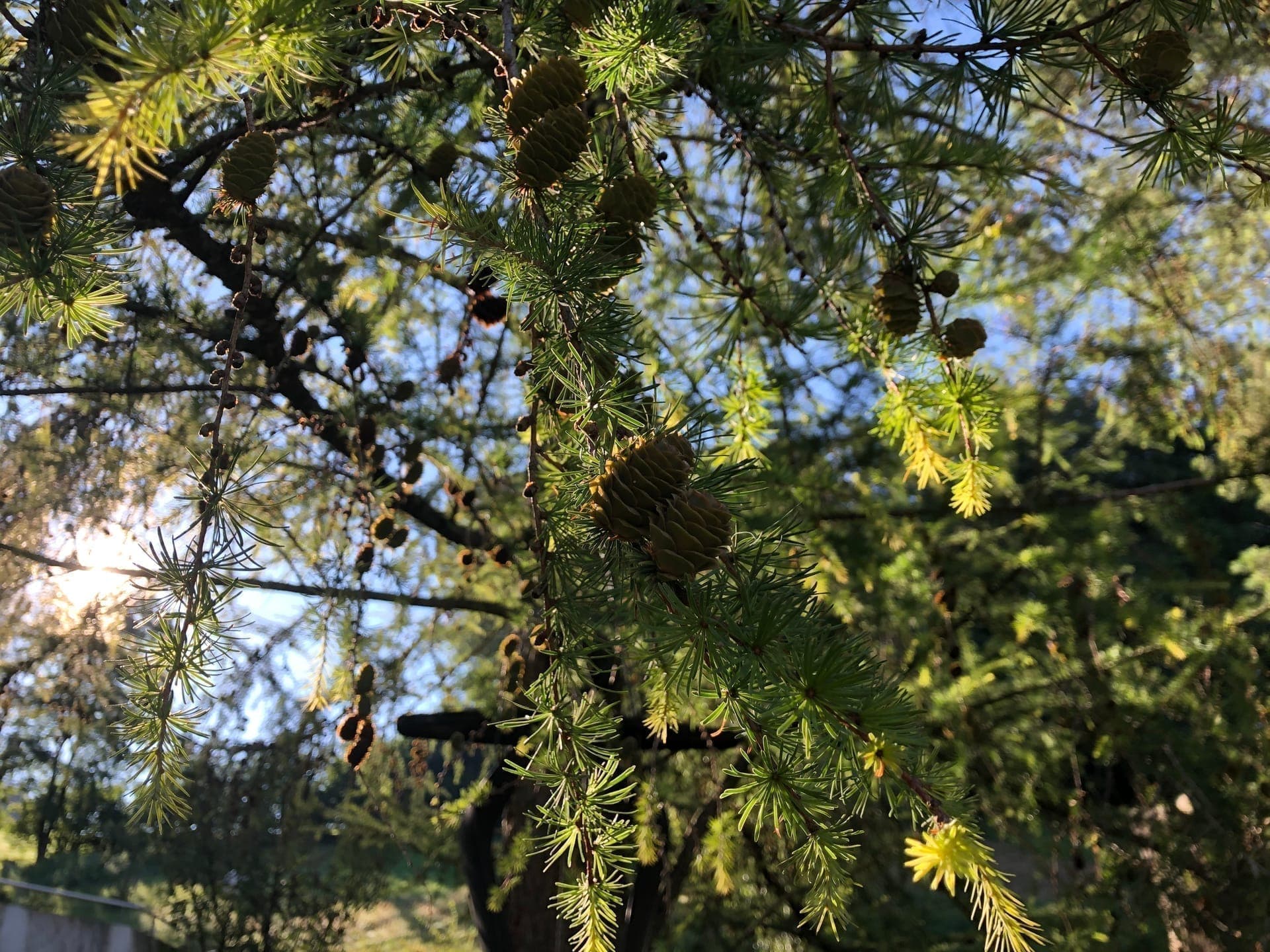 Naturnaher Garten 3